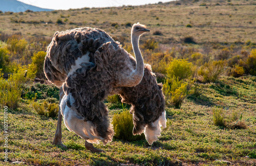 With her wings outstreched in a display, a common ostrich hen (Struthio camelus) seeks a rooster. photo