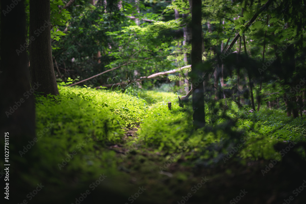 Fototapeta premium Moss covering tree remains in dark forest in Yorkshire, UK.