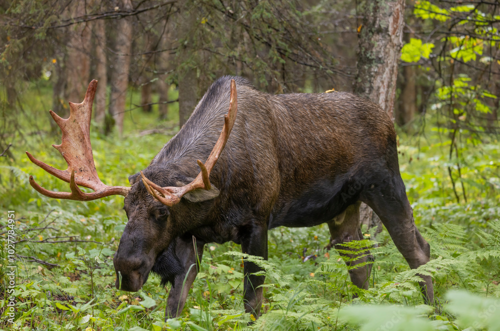 Bull Alaska Yukon Moose in Autumn in Alaska Bull Alaska Yukon Moose in Autumn in Alaska