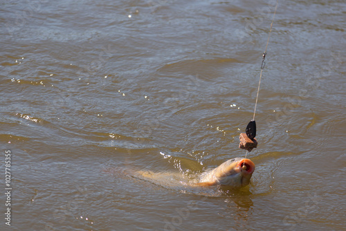 Fisherman pulls big carp fish out of the water. Fishing and hobby concept. photo