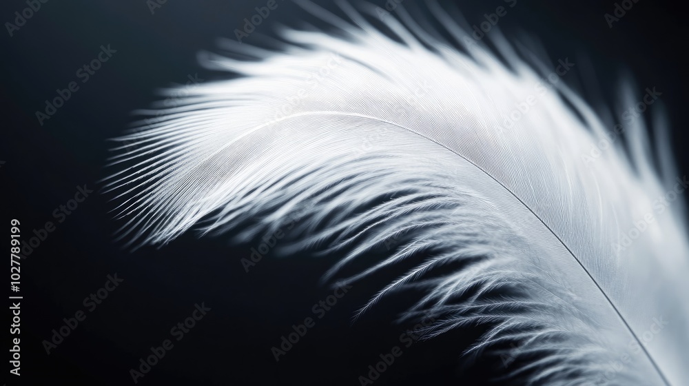 Obraz premium Close-up of a white feather with fine details, set against a dark background for an elegant effect