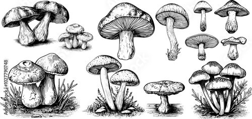 Vector set of forest mushrooms. Vintage botanical illustration with isolated ink etching.
