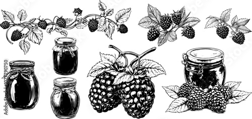 Vector set of raspberry and blackberry berry, jam and branch. Hand drawn sketch of black berries with vintage engraving.