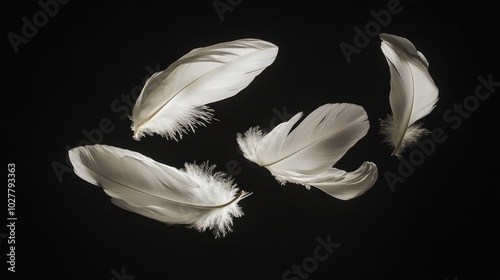 Elegant white feather with soft shadows, set against a dark black backdrop for a dramatic effect photo