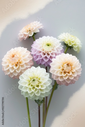 Soft Watercolor Dahlia Flowers in Pastel Tones on Light Gray Background. photo