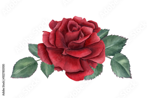 Garden red rose with leaves watercolor illustration. Single flower and greenery composition in realistic style. Floral bouquet for wallpaper design, Valentine day, Mother day cards