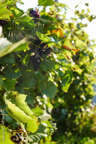 Close-up of ripe purple grapes hanging on vine in vineyard at sunset, ready to harvest. The warm light of the setting sun illuminates the grapes, creating a beautiful and inviting scene.