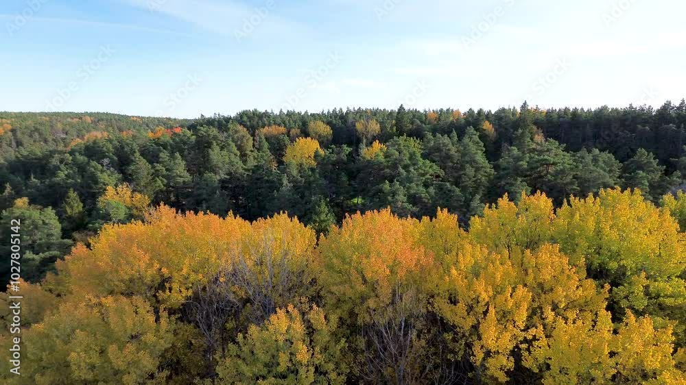 Aerial pull out view of autumn forest with yellow turning leaves on trees Aerial pull out view of autumn forest with yellow turning leaves on trees