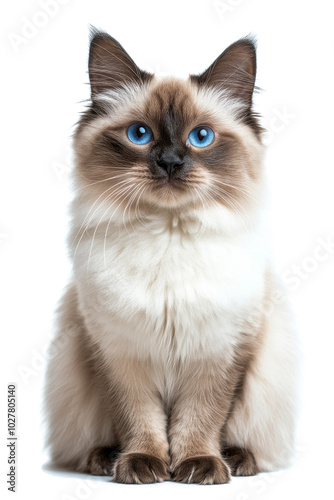 A fluffy cat with striking blue eyes sits gracefully against a plain backgrou...