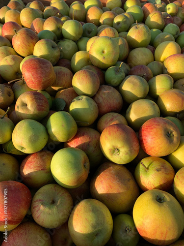 Bright pattern, apple harvest background. Ripe red and green apples close-up. Perfect for agricultural and harvest projects