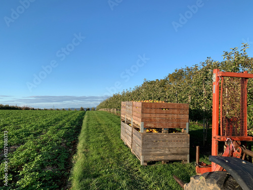 Bright rural scene with tractor and wooden crates on green field. The crates are full of apples. Fruit trees in the background under clear blue sky. Perfect for agricultural and harvest projects. photo