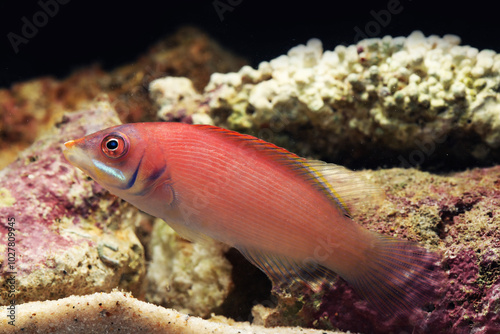 Pinstripe or striated wrasse (Pseudocheilinus evanidus)