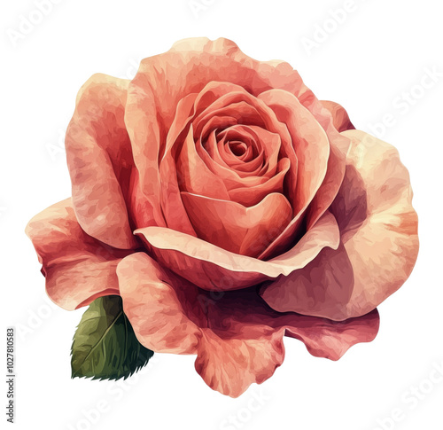 Beautiful pink rose with lush green leaves on a white background in natural l...