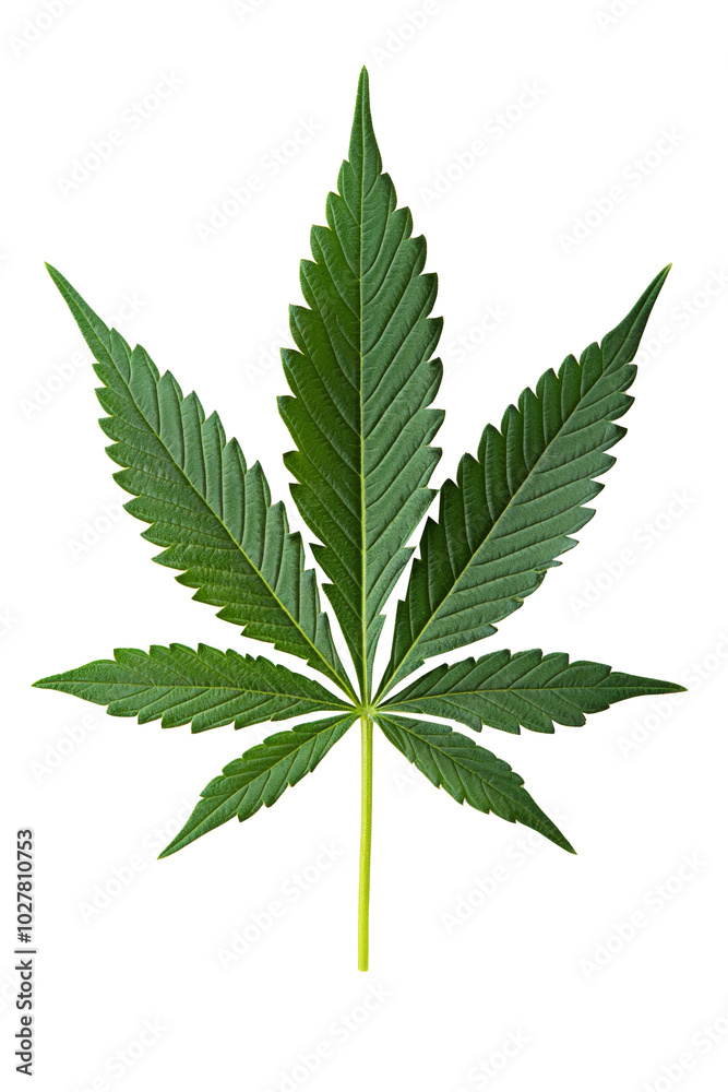 A close-up view of a green cannabis leaf arranged on a plain surface A close-up view of a green cannabis leaf arranged on a plain surface