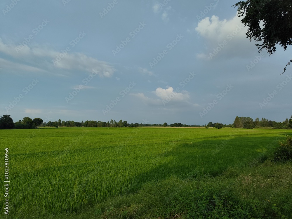 Serene Green Rice Field and sky Serene Green Rice Field and sky