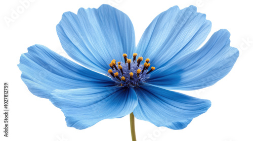 Delicate blue flower showcasing intricate petals and vibrant golden center on...