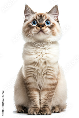 A fluffy cat with striking blue eyes sits gracefully against a plain backgrou...