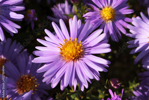 Aster shrub Lady in Blue is a perennial herbaceous plant with erect, strongly branched.
