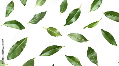 Whole Bay Leaves Scattered on Pure White Background: Ultra Realistic UHD Photo with Sharp Contours, High Contrast, and Lifelike Accuracy for Commercial Use.