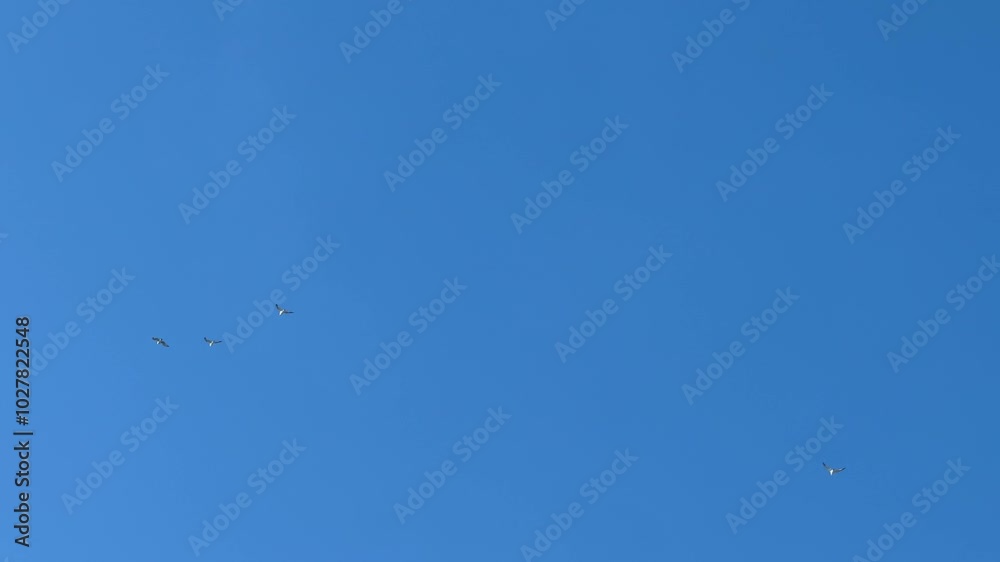 birds in the sky birds in the sky
