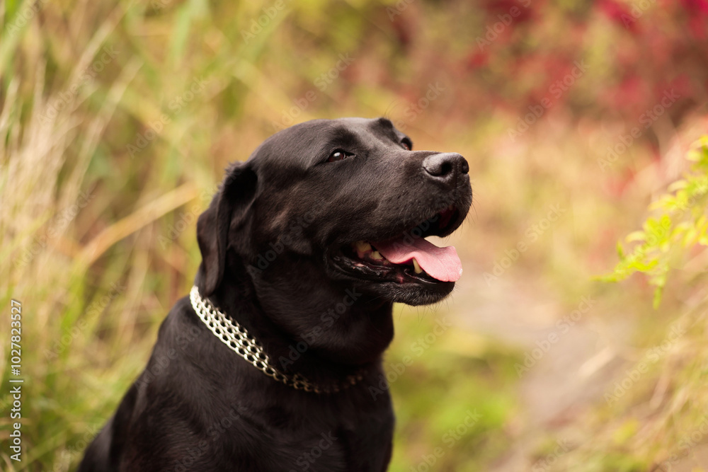 Portrait of adorable Labrador Retriever dog outdoors. Space for text Portrait of adorable Labrador Retriever dog outdoors. Space for text
