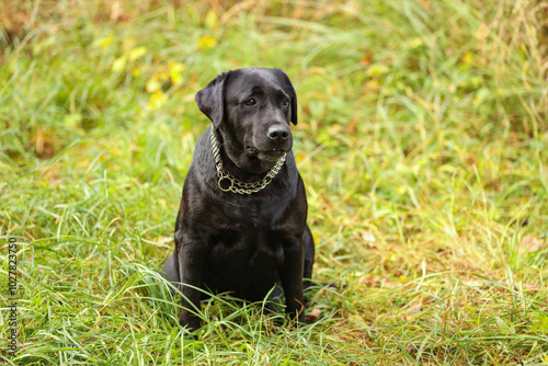 Adorable Labrador Retriever dog sitting on green grass outdoors