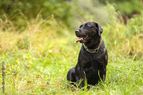 Adorable Labrador Retriever dog sitting on green grass outdoors. Space for text