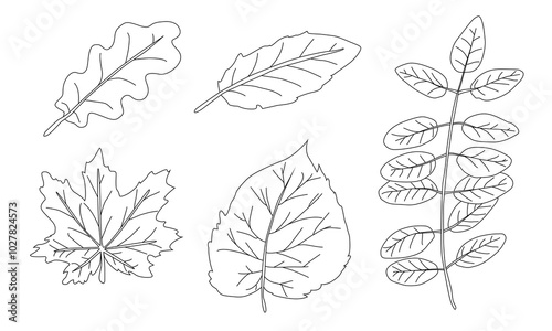 Clean black outlines of autumn leaves. Simple black silhouettes on a white background. Pattern illustration for textile print, wrapping paper, wallpaper, coloring pages etc.