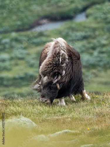 Musk ox in Dovrefjell National Park, Norway photo