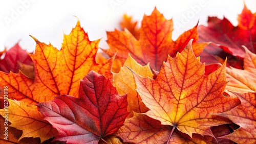 Extreme close-up of red and orange autumn leaves against white background