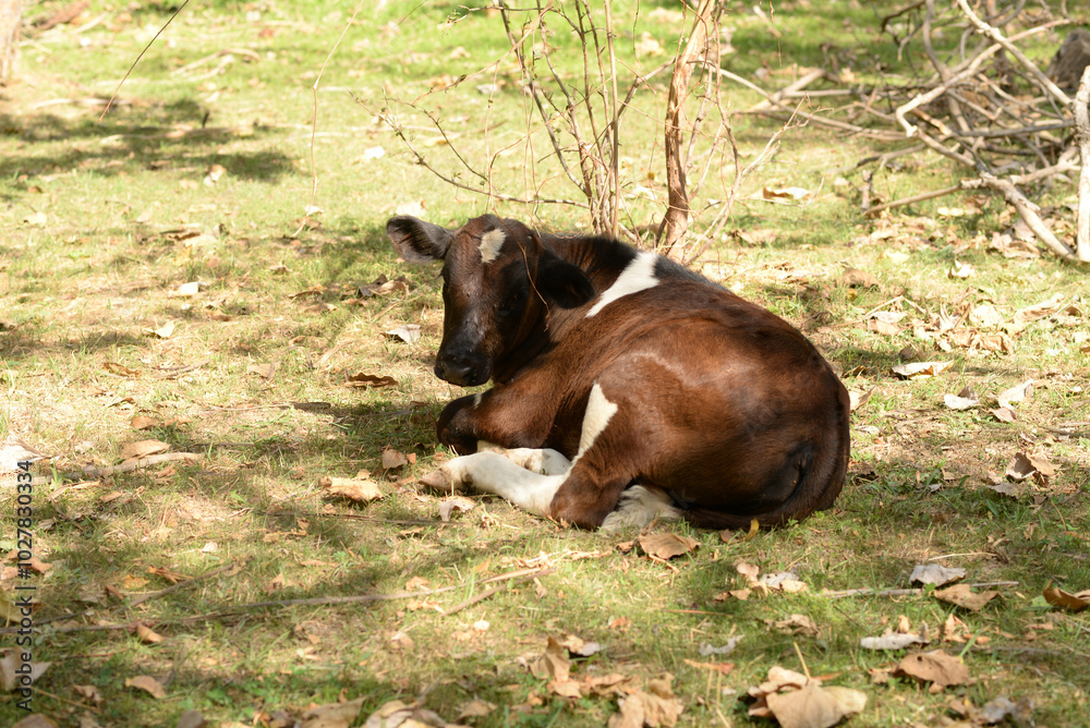 Fototapeta premium A cow is pasturing in the grove. Cattle ranches, rural life