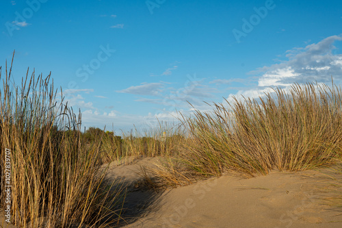 Fototapeta Naklejka Na Ścianę i Meble -  sand dunes at the beach near Isla Christina at the Costa de la Luz in Andalusia
