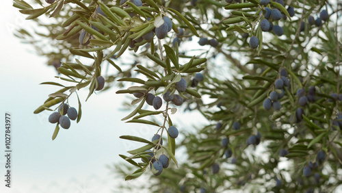 Wallpaper Mural Olive tree with the olive Torontodigital.ca