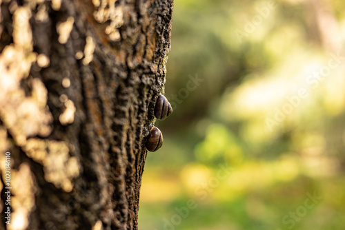 snails on a tree