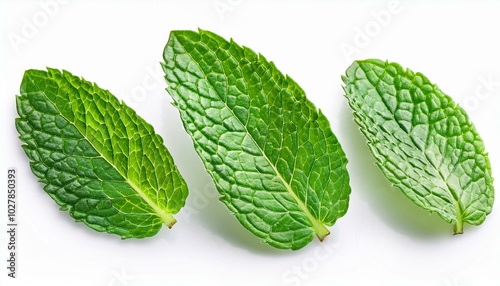 fresh mint leaves collection with real transparent shadow isolated on white background design element