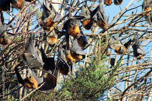 Grey-headed flying fox