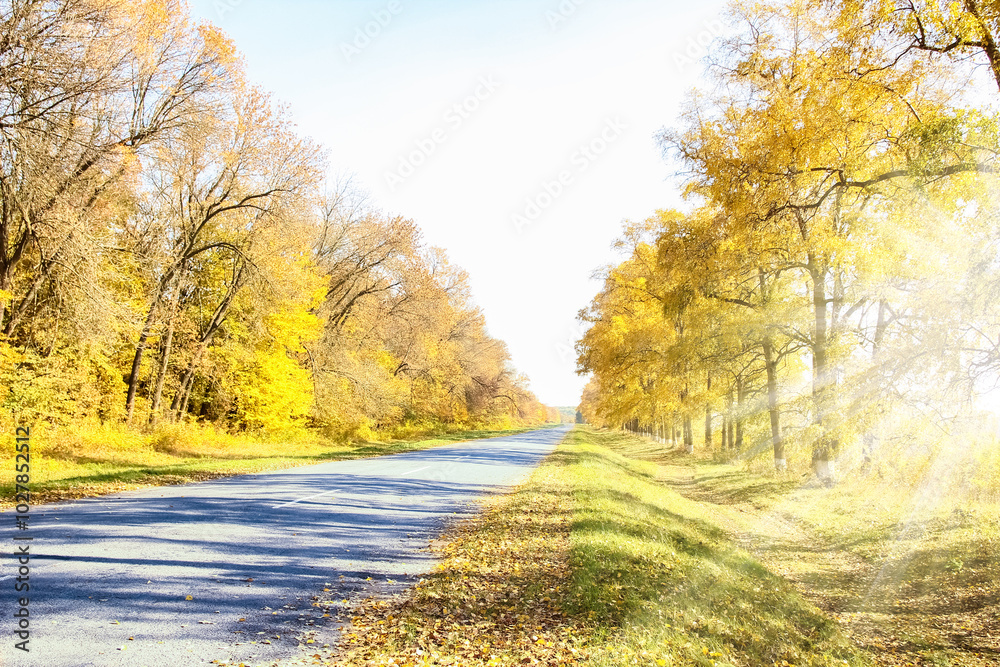 Obraz premium A Beautiful autumn road on nature park background