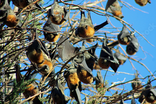 Grey-headed flying fox