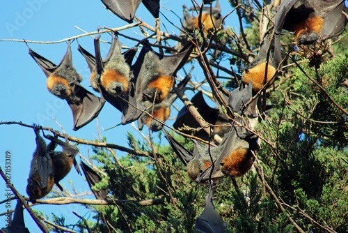 Grey-headed flying fox photo