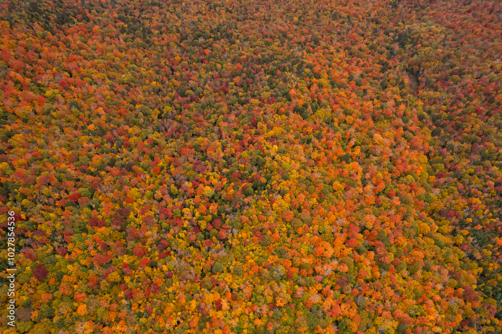 Epic Wide View From Aerial Drone of Fall Foliage Trees in Full Yellow Color. Forest of Colorful Autumn Season. New York New England. Epic Wide View From Aerial Drone of Fall Foliage Trees in Full Yellow Color. Forest of Colorful Autumn Season. New York New England.
