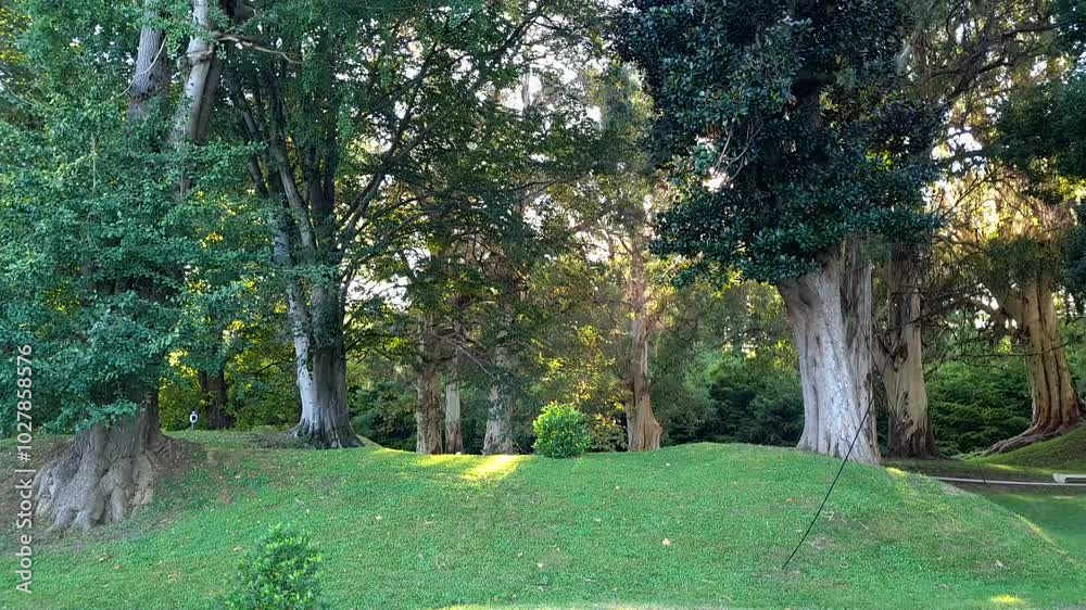 Large green trees in a botanical garden, the sun is shining, many plants Large green trees in a botanical garden, the sun is shining, many plants