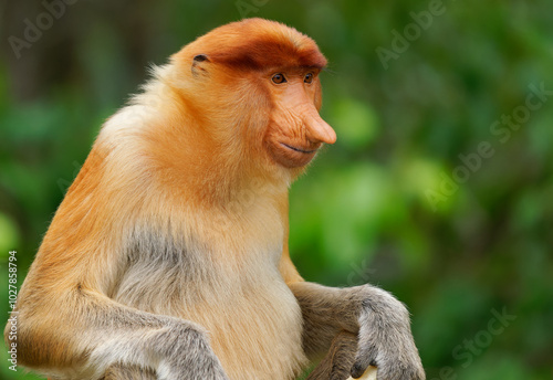 Proboscis Long-nosed Monkey Nasalis larvatus is arboreal monkey with large nose endemic to Borneo , reddish-brown skin color and a long tail, lives in mangrove forests, jumping and sitting