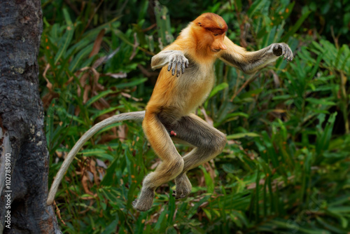 Proboscis Long-nosed Monkey Nasalis larvatus is arboreal monkey with large nose endemic to Borneo , reddish-brown skin color and a long tail, lives in mangrove forests, jumping and sitting