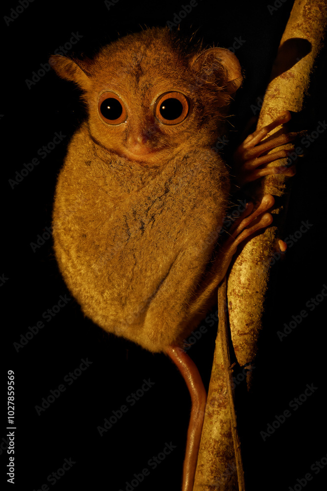 Naklejka premium Horsfeld's or Western Tarsier Cephalopachus bancanus occurs on Borneo and Sumatra and nearby islands, nocturnal mammal hunting insects and small animals in night forest