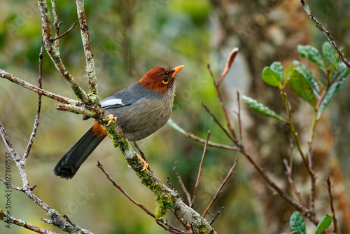 Chestnut-hooded laughingthrush Pterorhinus treacheri bird in Leiothrichidae endemic to Borneo, similar to chestnut-capped laughingthrush, grey body with brown head photo