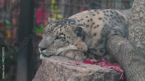 adult snow leopard resting lying in a cage at a zoo on a summer day, animals of the feline order, snow leopard in a zoo photo