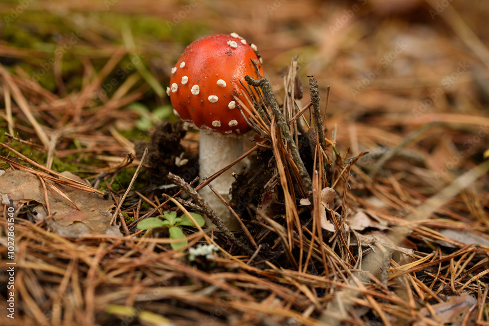 bright fly agaric in the forest in high resolution
bright fly agaric in the forest in high resolution