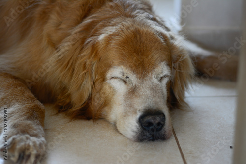 Golden retriever idoso dormindo.