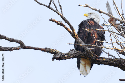 Bald eagle at White Rock Lake, Dallas, Texas.