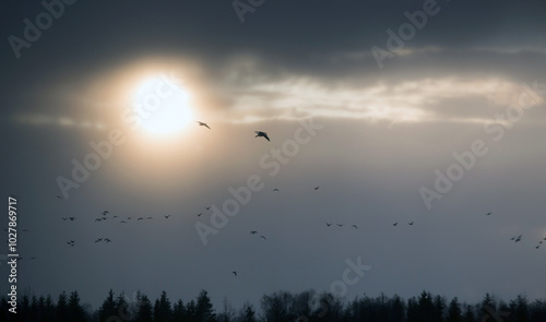 A flock of geese flies through the cloudy sky against the backdrop of sunset. Mixed flock of Greater white-fronted goose (Anser albifrons) and Taiga bean goose (Anser fabalis) on spring migration.